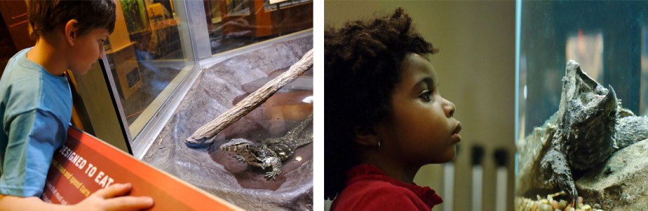 Eat and Be Eaten Museum Exhibition Graphic Design